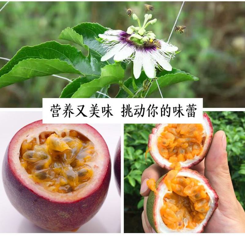 黄金百香果苗纯甜黄金果特大嫁接黄金百香果树果苗四季结