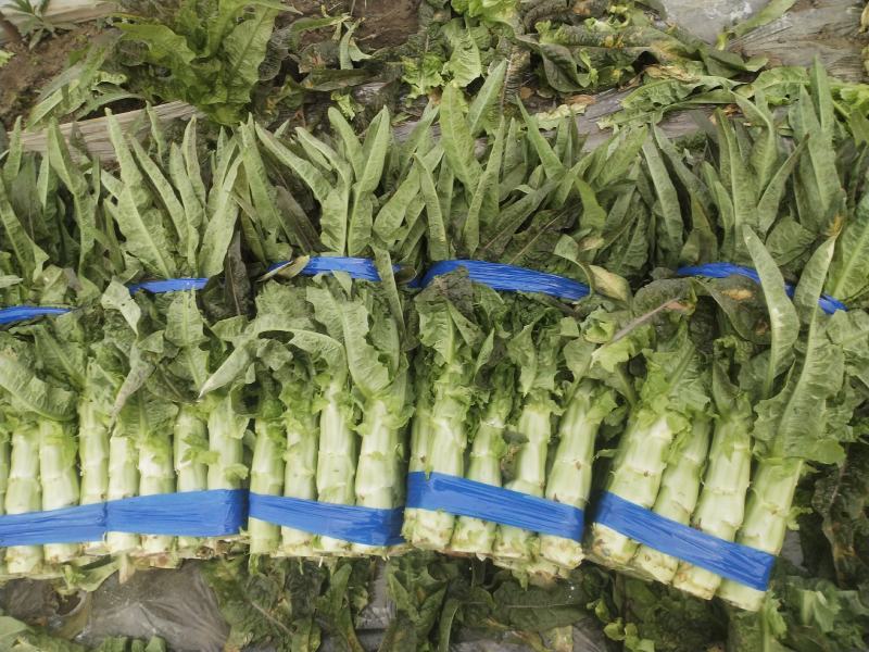 【推荐】精品红叶莴苣产地一手货源诚信合作量大优惠