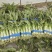 【推荐】精品红叶莴苣产地一手货源诚信合作量大优惠