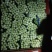 【推荐】精品红叶莴苣产地一手货源诚信合作量大优惠