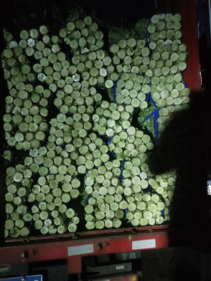 【推荐】精品红叶莴苣产地一手货源诚信合作量大优惠