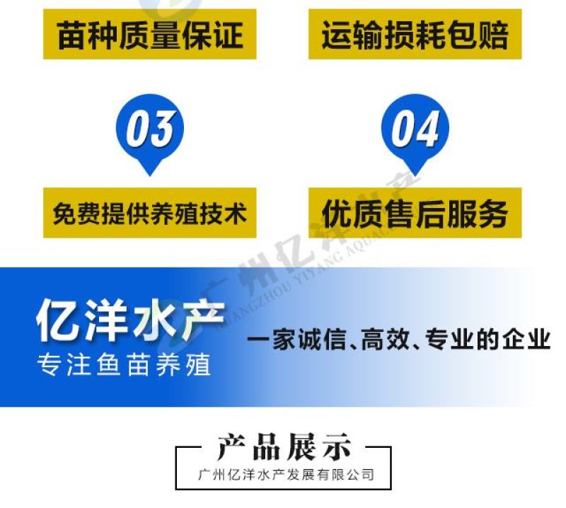 红鲤鱼苗兴国红鲤鱼苗全国发货包邮直达