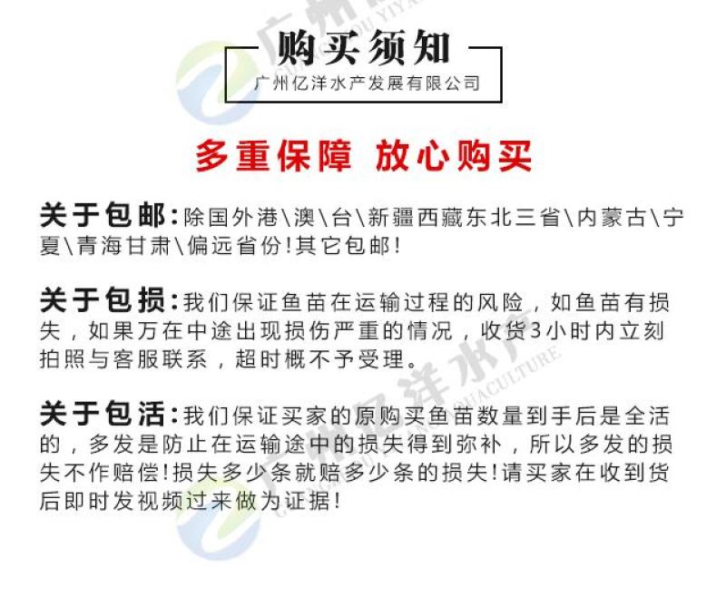 红鲤鱼苗兴国红鲤鱼苗全国发货包邮直达
