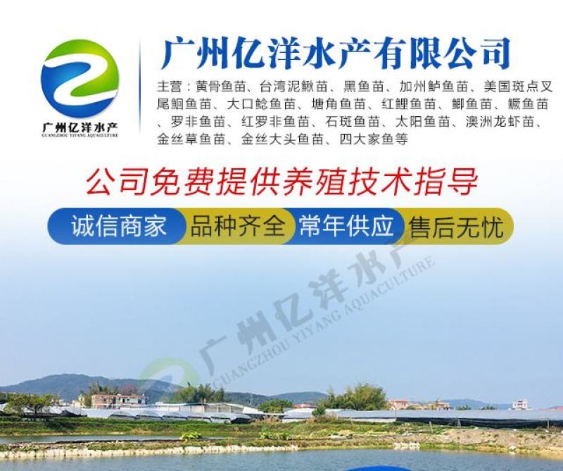 红鲤鱼苗兴国红鲤鱼苗全国发货包邮直达