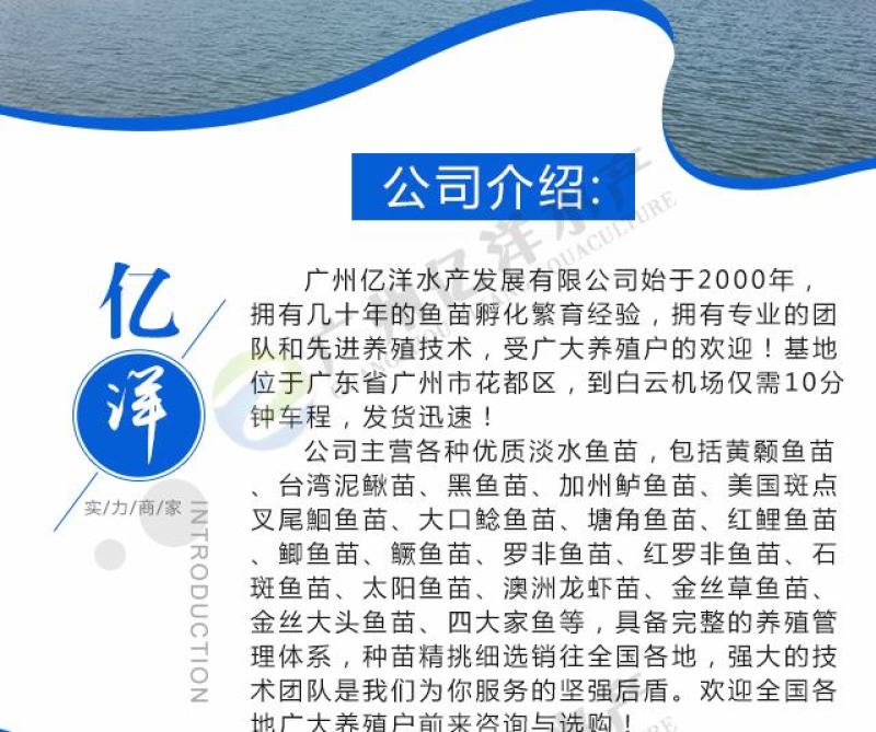 红鲤鱼苗兴国红鲤鱼苗全国发货包邮直达