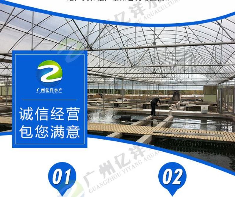 红鲤鱼苗兴国红鲤鱼苗全国发货包邮直达