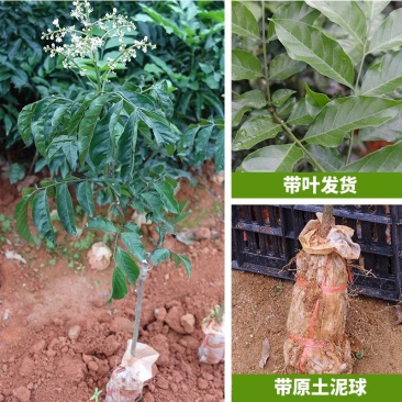 广西嫁接黄皮果树苗无核鸡心黄皮树苗黑黄皮冰糖黄皮果苗盆栽