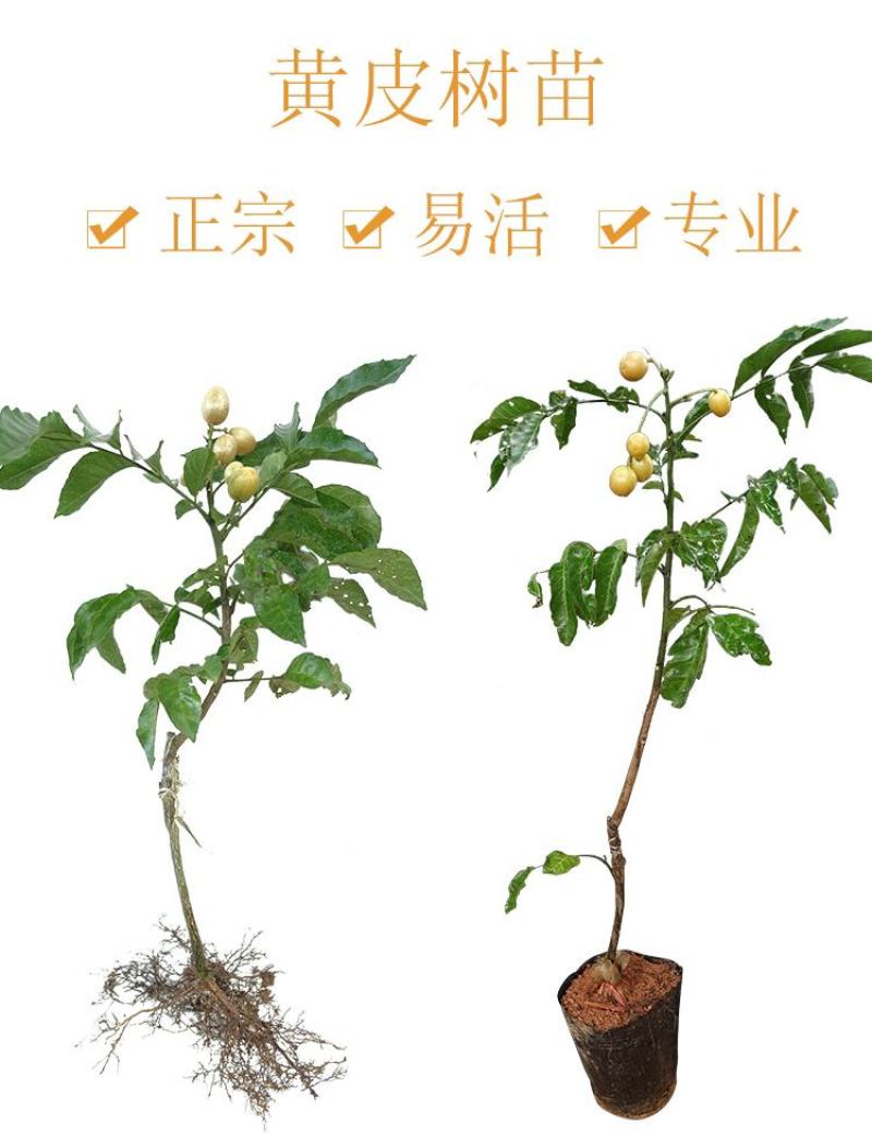 广西嫁接黄皮果树苗无核鸡心黄皮树苗黑黄皮冰糖黄皮果苗盆栽