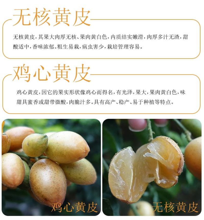 广西嫁接黄皮果树苗无核鸡心黄皮树苗黑黄皮冰糖黄皮果苗盆栽