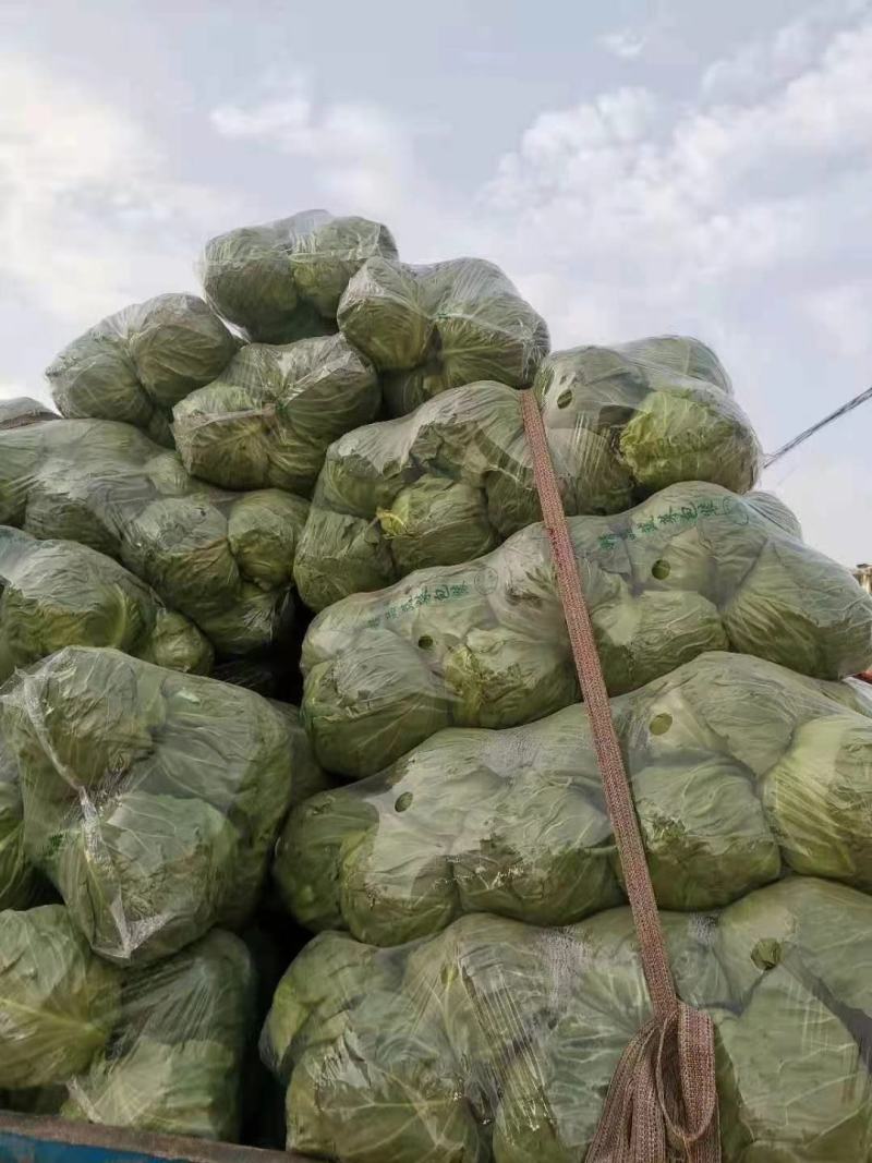 【】精品甘蓝产地直销，质量保证，合作共赢