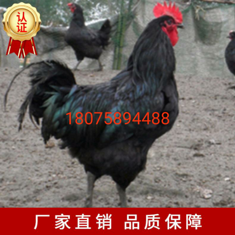 黑羽高产绿壳蛋鸡包马立克疫苗包运输包路损