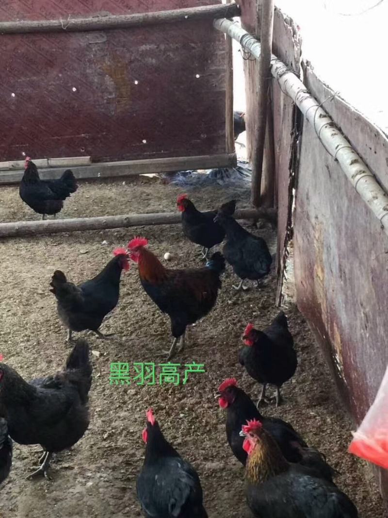 黑羽高产绿壳蛋鸡包马立克疫苗包运输包路损