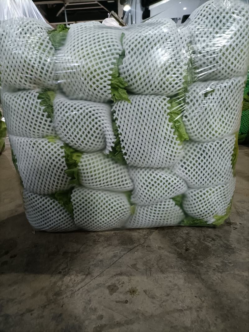 陕西精品圆生菜大量上市品质保证诚信经营对接批发商