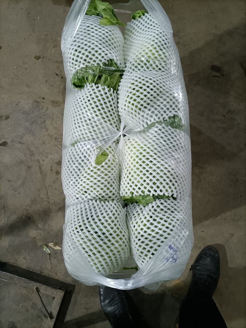 陕西精品圆生菜大量上市品质保证诚信经营对接批发商