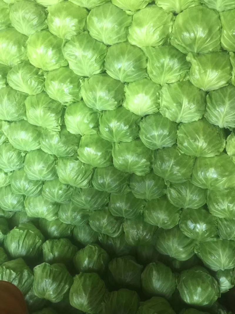 精品韩国绿包菜精品圆包菜甘蓝欢迎各地客户前来采购