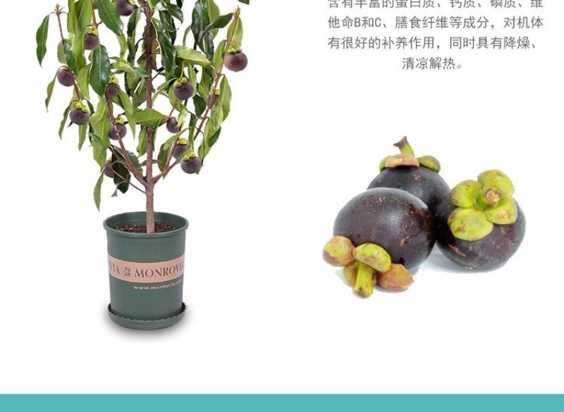 泰国山竹无籽树苗红肉山竹果树苗盆栽地栽当年结果宜北南方当