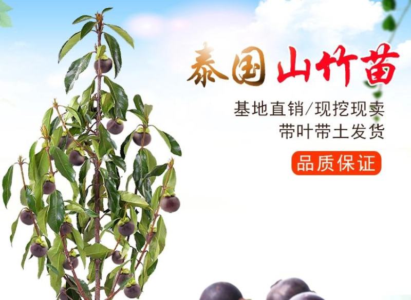 泰国山竹无籽树苗红肉山竹果树苗盆栽地栽当年结果宜北南方当