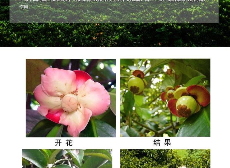 泰国山竹无籽树苗红肉山竹果树苗盆栽地栽当年结果宜北南方当