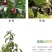 泰国山竹无籽树苗红肉山竹果树苗盆栽地栽当年结果宜北南方当
