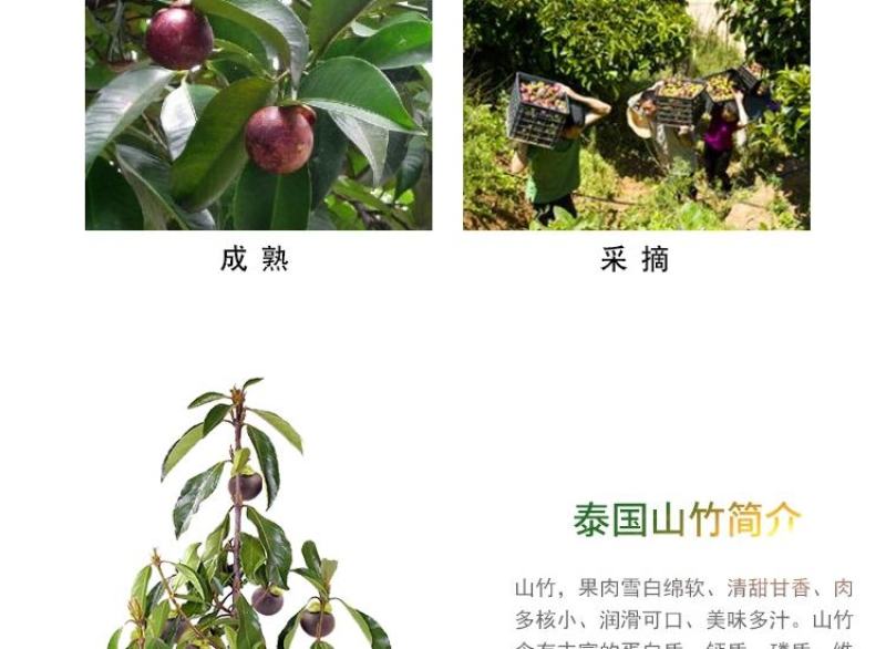 泰国山竹无籽树苗红肉山竹果树苗盆栽地栽当年结果宜北南方当