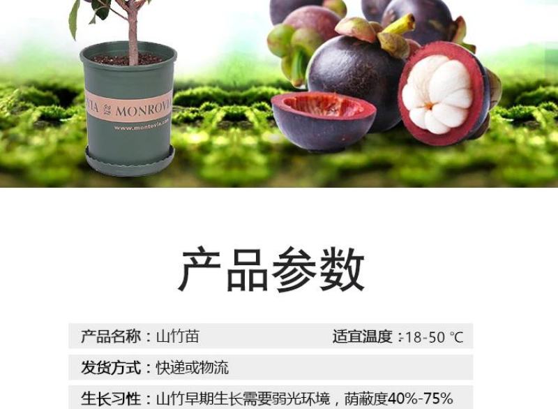 泰国山竹无籽树苗红肉山竹果树苗盆栽地栽当年结果宜北南方当