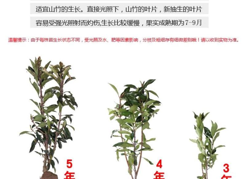 泰国山竹无籽树苗红肉山竹果树苗盆栽地栽当年结果宜北南方当