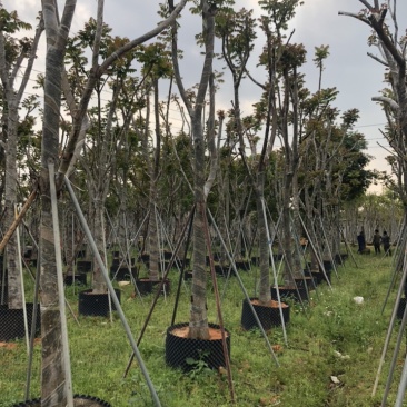 麻楝12151820公分袋苗假植苗