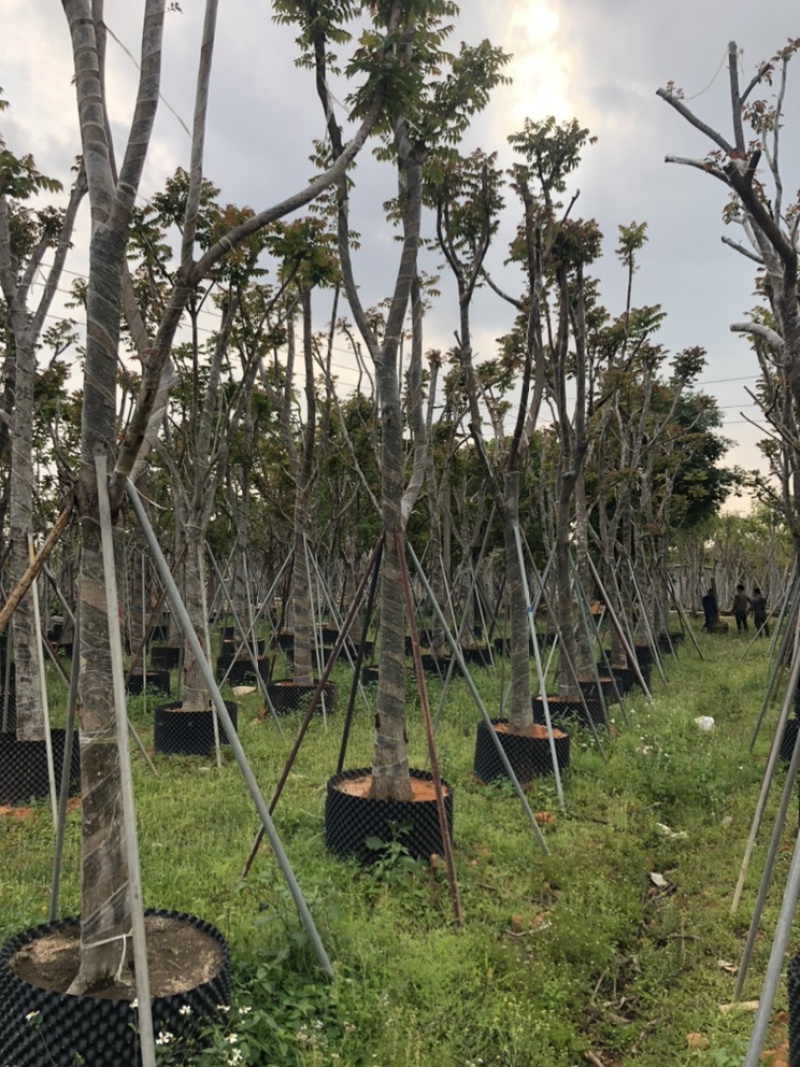 麻楝12151820公分袋苗假植苗