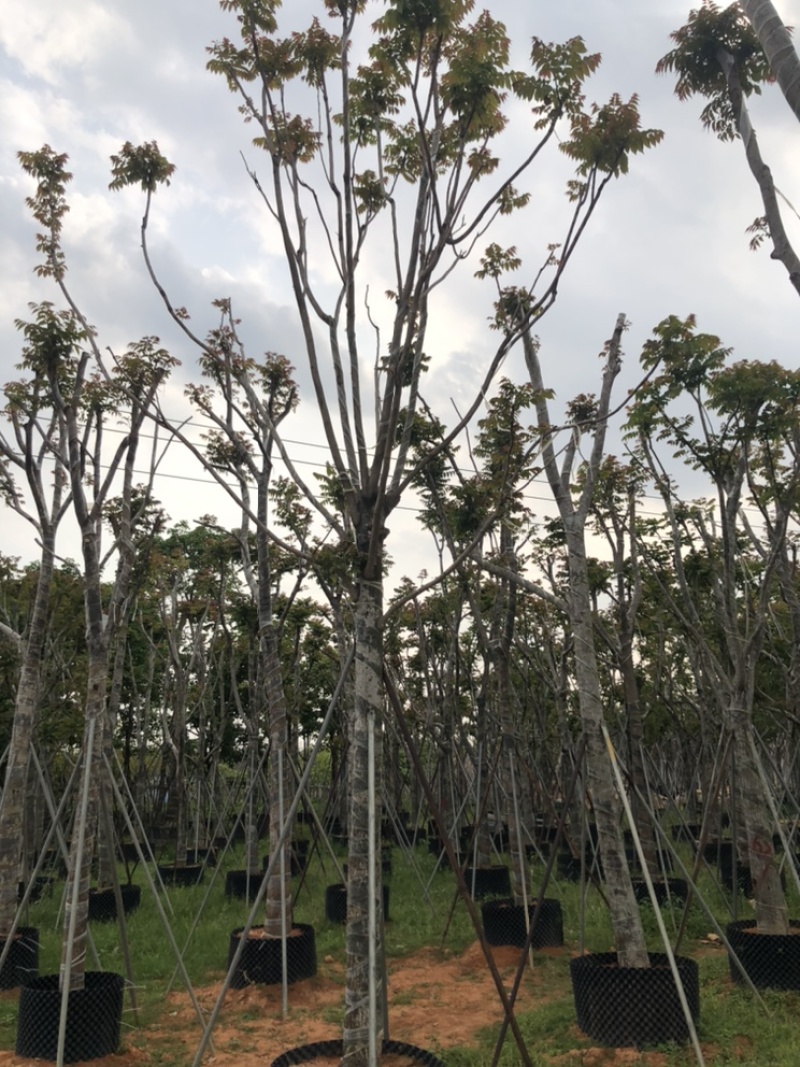 麻楝12151820公分袋苗假植苗
