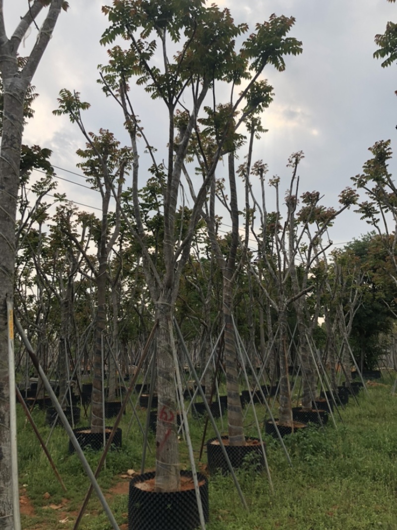 麻楝12151820公分袋苗假植苗