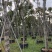 麻楝12151820公分袋苗假植苗
