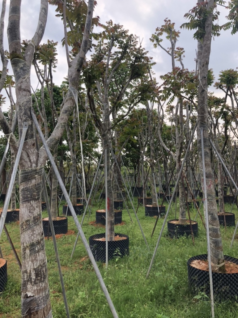 麻楝12151820公分袋苗假植苗
