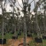 麻楝12151820公分袋苗假植苗