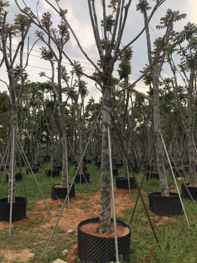 麻楝12151820公分袋苗假植苗