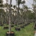 麻楝12151820公分袋苗假植苗