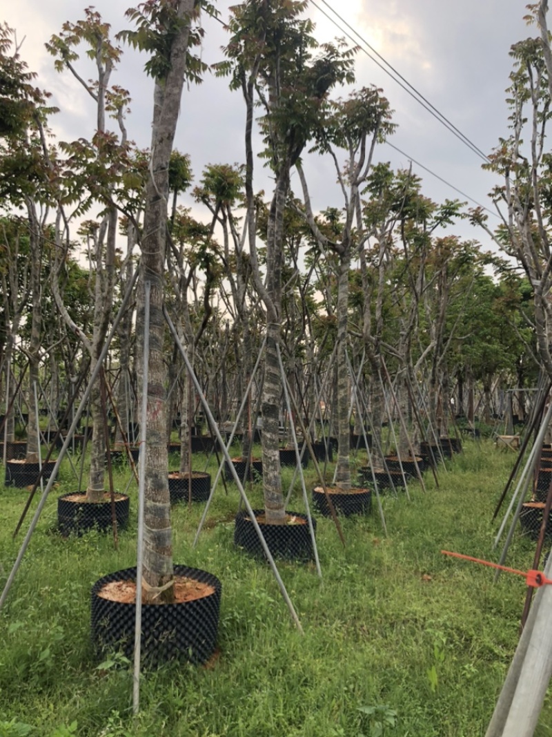 麻楝12151820公分袋苗假植苗