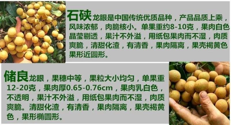 龙眼树苗桂圆苗嫁接苗石硖龙眼储良龙眼四季可种南方果苗地栽