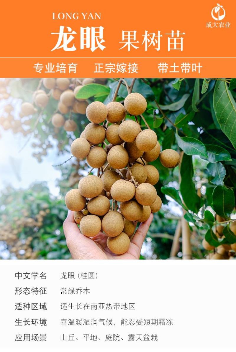 龙眼树苗桂圆苗嫁接苗石硖龙眼储良龙眼四季可种南方果苗地栽