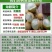 龙眼树苗桂圆苗嫁接苗石硖龙眼储良龙眼四季可种南方果苗地栽