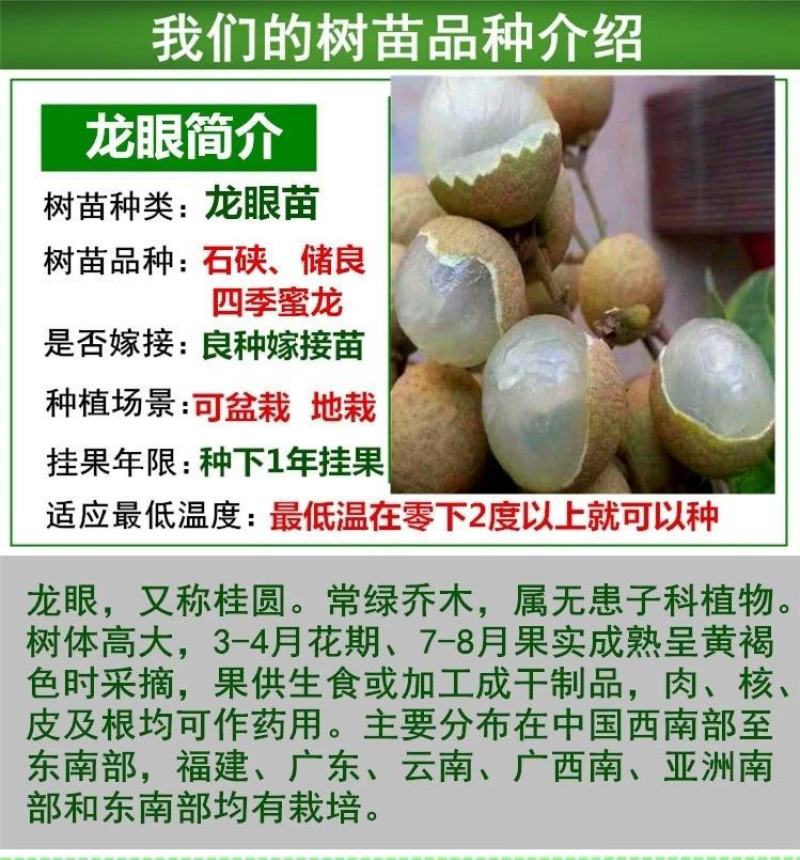 龙眼树苗桂圆苗嫁接苗石硖龙眼储良龙眼四季可种南方果苗地栽