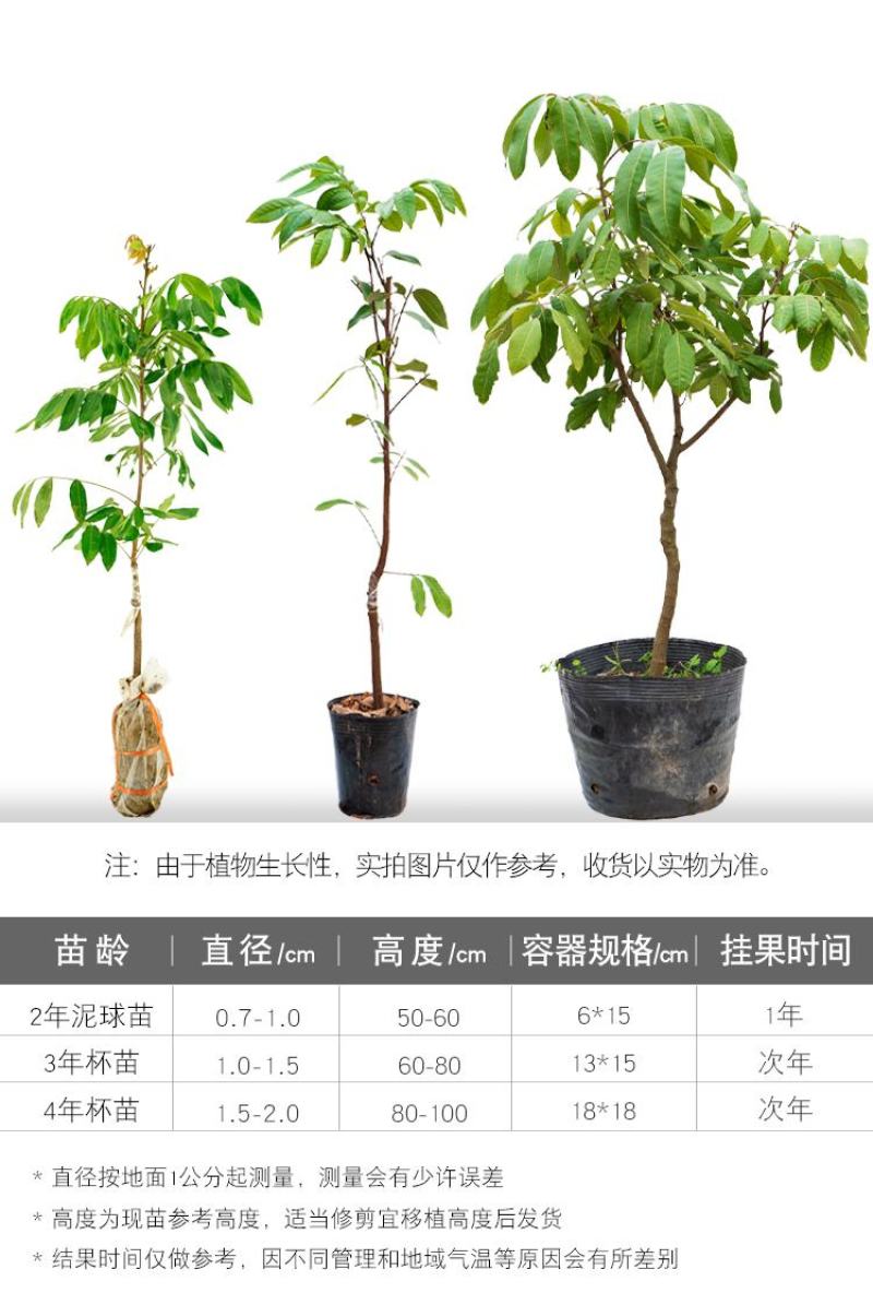 龙眼树苗桂圆苗嫁接苗石硖龙眼储良龙眼四季可种南方果苗地栽