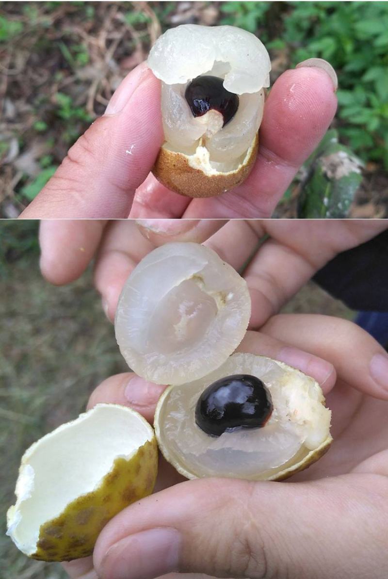 龙眼树苗桂圆苗嫁接苗石硖龙眼储良龙眼四季可种南方果苗地栽