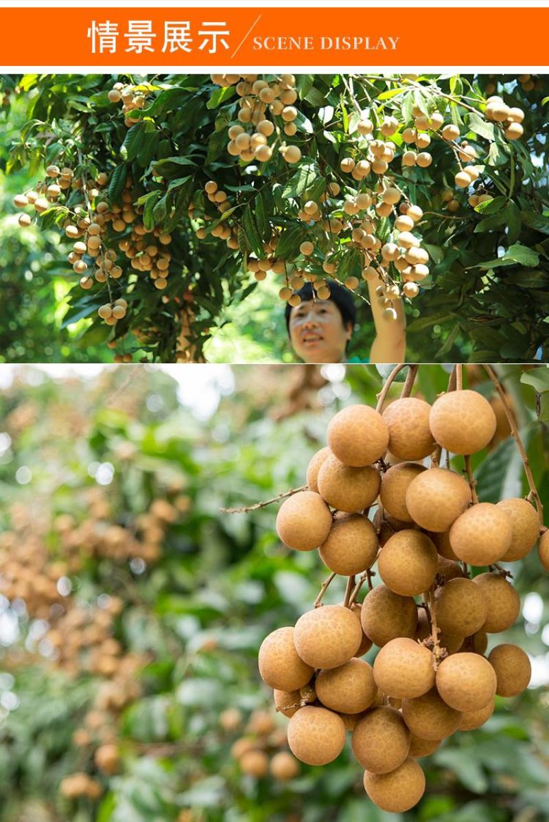 龙眼树苗桂圆苗嫁接苗石硖龙眼储良龙眼四季可种南方果苗地栽