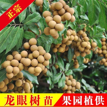 龙眼树苗桂圆苗嫁接苗石硖龙眼储良龙眼四季可种南方果苗地栽