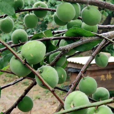 自种青梅三万多斤，欢迎老板前来采购
