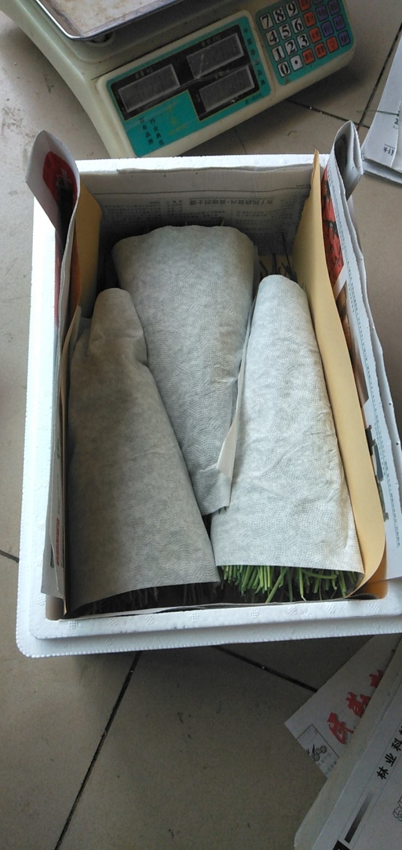甘肃民勤特产沙葱，保鲜发货，货源稳定，现采发货