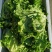 大叶生菜精品生菜青叶生菜黄叶生菜