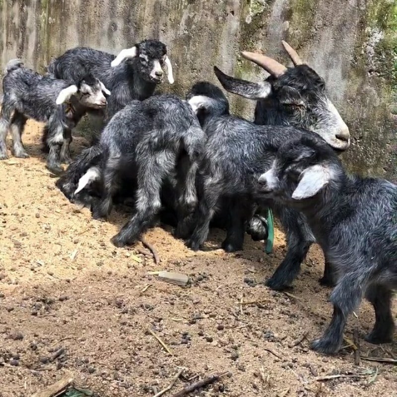 青山羊种羊圈养青山羊青山羊羊苗价格纯种青山羊
