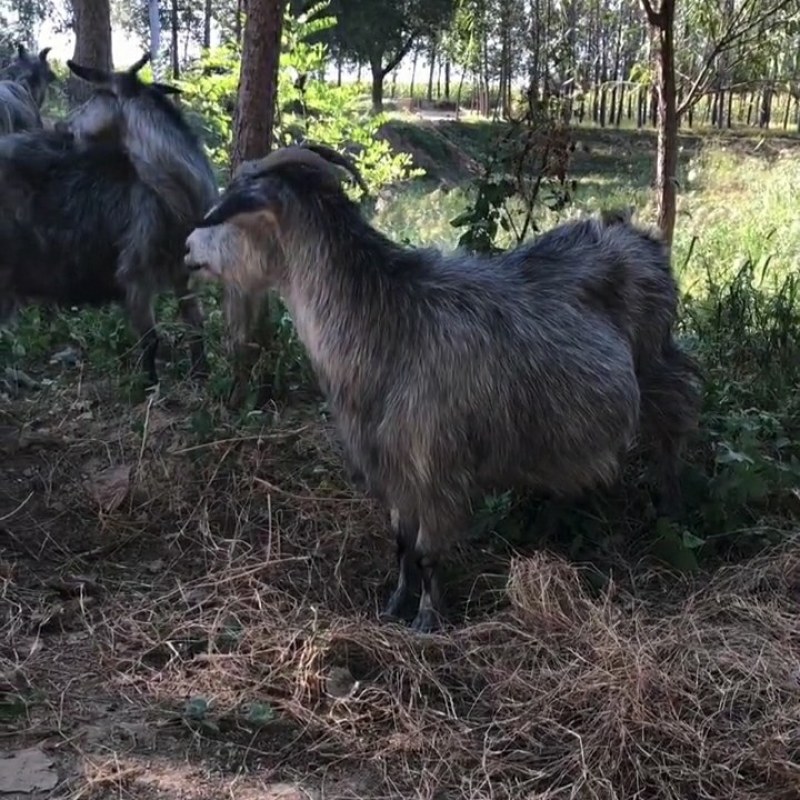 青山羊种羊圈养青山羊青山羊羊苗价格纯种青山羊