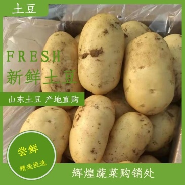【精品土豆】山东肥城大棚荷兰十五土豆产地直购全国发货